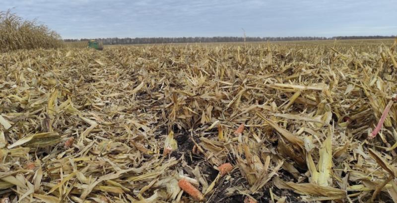 В Україні обмолотили майже 30% площ кукурудзи