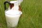 На Черкащині 500 аграріїв святкували французький День молока