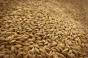 Намолочено 23 млн т пшениці — Мінагропрод