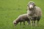 На Запоріжчині розвивають вівчарство