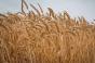 Австралія у цьому році збере найбільший за п'ять років урожай пшениці