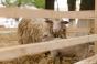 Саудівська Аравія хоче вирощувати в Україні овець і кіз