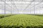 Інвестори з Нідерландів планують вкласти €600 тис. у тепличний комплекс з вирощування салатів