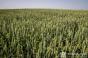 Урожай зернових складе 61 млн т — прогноз