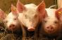 У Чернігівській області загинули свині