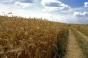 На Рівненщині на жнивах працюватимуть біля 2,3 тис. одиниць зернозбиральних комбайнів
