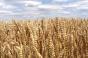 Озима пшениця сорту «Богемія»