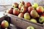 WAPA суттєво зменшила прогноз виробництва яблук в Польщі