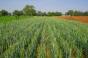 Прогнозований обсяг врожаю зернової може бути досягнутий за умови сприятливої ​​погоди