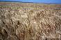 Прогноз виробництва ярої пшениці був знижений на 0,5 млн т