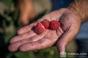 «У рамках проекту «500 успішних сімейних господарств» хтось уже посадив малину, хтось посіяв моркву», — говорить Наталія Хмиз