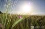 На Харківщині цього року планують зібрати 2,3 млн т пшениці