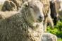 Зроблений важливий крок для збереження й популяризації професії вівчаря та овечої бринзи українських Карпат