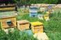 У смерті бджіл селяни звинувачують агрофірму