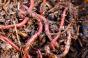 Каліфорнійські черв`яки переробляють відходи на добрива