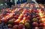 Україна встановила антирекорд з експорту томатів