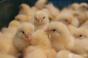 Нідерландські птахівники зменшили використання антибіотиків на 72%