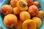 Перші вітчизняні абрикоси продають на третину дешевше, ніж минулого року