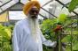 Британський фермер Рагбір Сінгх Сангера виростив найдовший огірок