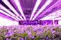 Світлодіоди для освітлення у вирощуванні овочів