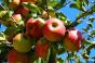 Ціни на «осінні фрукти» знижуються, а попит зростає