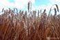 LNZ Group засіє 7 тисяч га озимою пшеницею