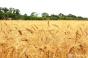 Українська озима пшениця може давати понад 7т/га — підсумки жнив на Smart Field