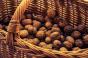 Експорт волоських горіхів зріс на 83%