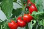 Україна експортувала найменше томатів за всю історію
