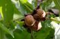 Найбільше горіхів збирають на Тернопільщині та Вінниччині — експерт