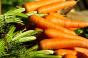 Врожайність моркви під зрошенням зростає мінімум удвічі — фермер