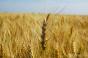 Урожай зернових в Криму знизився удвічі