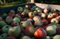 В Україні сформувалися рекордні запаси яблука