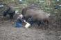 Українець врятував канадських бізонів від бійні та куль мисливців