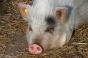 Ферма на Хмельниччині виріже 500 свиней через АЧС