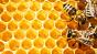 На Київщині загинуло близько 200 бджолосімей
