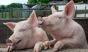 Через АЧС у В’єтнамі забили 1,2 млн свиней
