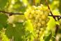 Новий фунгіцид захистить виноград від 50% втрати врожаю