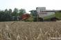 Збирання зернових в Україні проведено на 84% площ