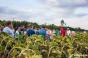 На Запоріжжі показали технології вирощування соняшнику в умовах недостатнього зволоження