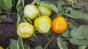 Аграрії Полтавщини мають серйозні проблеми з томатами
