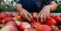 Чиновники заблокували експорт українських яблук до Індонезії 