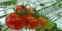 Люмінесцентна плівка збільшила врожай томатів 