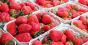 На Рівненщині польський інвестор вирощуватиме полуницю на експорт