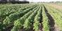 Рентабельність вирощування кунжуту в Україні складає 700% — експерт