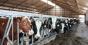 На Житомирщині будують корівник за європейськими технологіями на 800 голів ВРХ