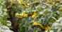 Забур’яненість соняшнику знижує врожайність на 70%
