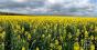 Компанія BASF презентує оновлену політику продажів насіння озимого ріпаку