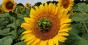 Гібриди соняшнику Syngenta стали лідерами із ураження рослин філодіями