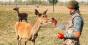 Ферма на Сумщині купить близько тисячі елітних оленів і ланей